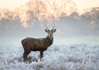 young red deer standing on a cold winter morning