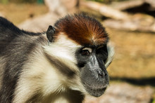 Monkey Collared Mangabey  Close-up.