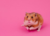 Fototapeta  - Cute funny Syrian hamster on a bright pink background, copy space on the left