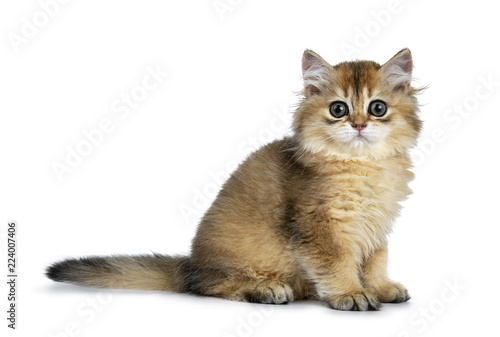 Excellent Golden British Shorthair Cat Kitten Sitting Side Ways