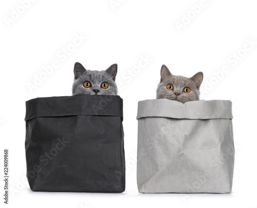 Young Duo Of Excellent Solid Blue And Cinnamon British Shorthair