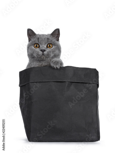 Handsome Young Solid Blue British Shorthair Cat Sitting In Black