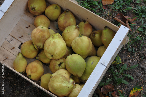 Ernte Kiste Mit Apfeln Birnen Quitten Herbst Eigene Ernte Garten