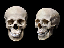 Anatomically Correct Human Skull Model Isolated On Black Background