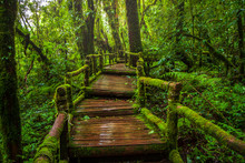 Ang Ka Nature Trail , Rain Forest At Doi Inthanon National Park , Chiang Mai , Thailand
