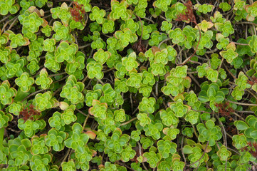 Sedum kamtschaticum green plant background