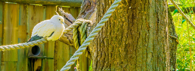 Bird portrait of a big bright white pigeon sitting on a rope