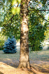 birch trees with yellow and green leaves in autumn