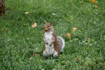 Standing squirrel with nut 2