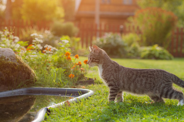 A gray cat peers into a pond in the garden. Sunlight.