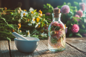 Wall Mural - clover tincture or infusion, mortar, daisy and clover flowers bunch on wooden board.