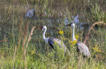 Sticker - Wattled Crane ( Bugeranus carunculatus). African crane whose population is gradually declining