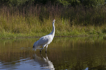 Poster - Whooping crane (Grus americana) it is one of only two crane species found in North America.