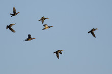 Flock Of Wood Ducks Flying In A Blue Sky