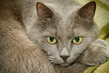 Adult gray cat close up portrait.