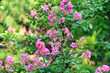 © dinar12 - Цветущая ветка индийской сирени (Lagerstroemia indica)