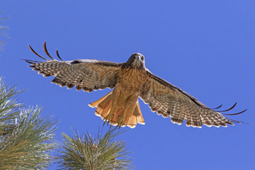 Wall Mural - Hawk launch from tree perch