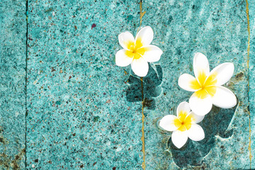 Flowers of plumeria in the turquoise water surface. Water fluctuations copy-space. Spa concept background