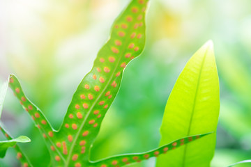 Wall Mural - close up detail of beautiful fern tree and sunshine in the morning.