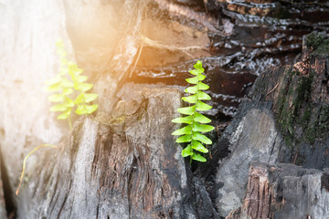 Wall Mural - beautiful fern tree and sunshine in the morning.