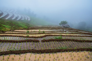 Landscape rice field Nature Tours On a mountain with a terraced field Evening landscap. in Thailand Pongpeng Forest.