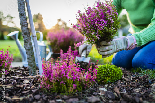 Fotografía Autumn planting heathers in the garden.