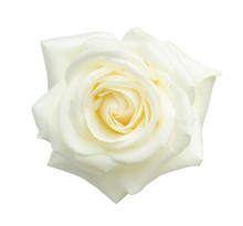 White Rose Isolated On White Background.