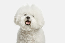 A Dog Of Bichon Frize Breed Isolated On White Color Studio