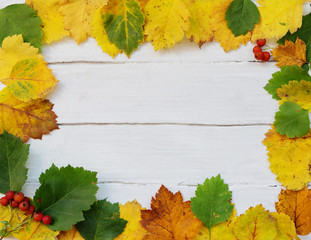 Wall Mural - Autumn background yellow and green leaves and red  berries of rowan , on a wooden white board. 