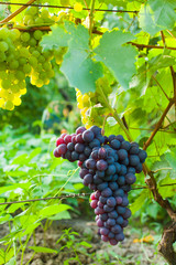 Wall Mural - Red grapes close up in the summer outdoors