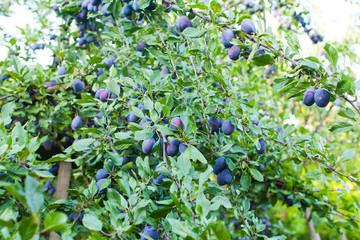 Wall Mural - Good crop of blue plums in the summer outdoors