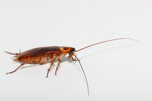 Cockroach Brown On A White Background