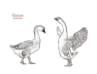 Wall Mural - Hand drawn goose isolated. Engraved style vector illustration.