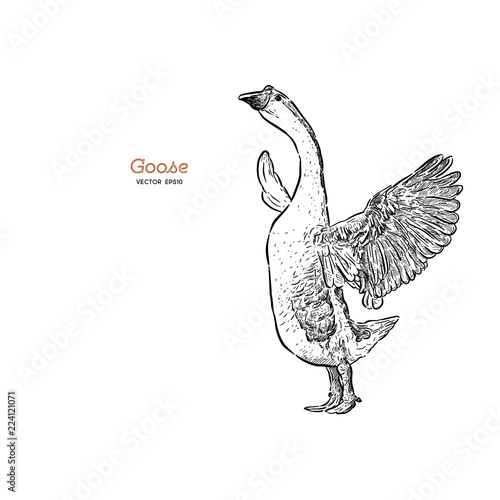 Cuadros en Lienzo Hand drawn goose isolated. Engraved style vector illustration.