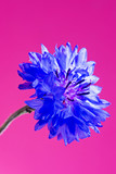 Fototapeta Kwiaty - Blue fresh cornflower
