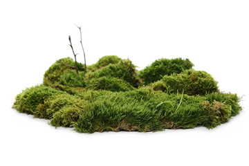 Wall Mural - Green moss with twigs isolated on white background