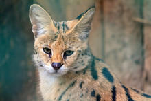 Beautiful Close Up Portrait Of The Serval (Leptailurus Serval), A Wild Cat Native To Africa With Big Ears.