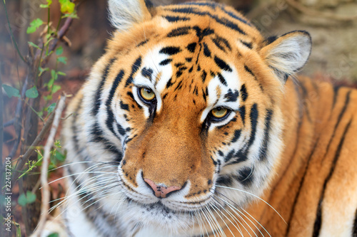 Fotografía Beautiful close up portrait of a Siberian tiger (Panthera tigris tigris), also c