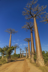 Wall Mural - Baobab alley in the morning, Madagascar