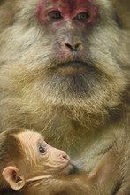 Tibetan Macaque Mother And Baby