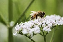 A Honeybee Collecting Pollen From Open White Flowers In The Wild, A Cowparsley Or Hogweed Plant. 