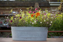 Selection Of Wild Flowers And Daisies Planted In Oval Zinc Container.