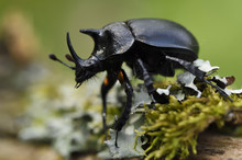 Rhinoceros Beetle On Moss
