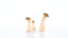 Three Small Oyster Mushrooms. Rotating On The Turntable Isolated On The White Background. Close Up. Macro.