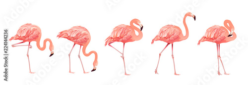 Photo  Pink Flamingo Bird Set Tropical Wild Beautiful Exotic Symbol Flat Design Style Isolated on White Background