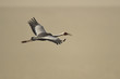 © WWC - White naped crane bird flying