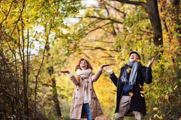 Wall Mural - Senior couple on a walk in a forest in an autumn nature, throwing leaves.