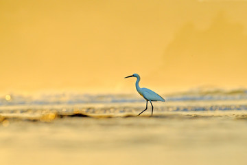 Snowy Egret, Egretta thula, in the nature coast habitat, sun light in the morning sunrise, Dominical, Costa Rica. Misty fog landscape with bird, in the ocean sea water.