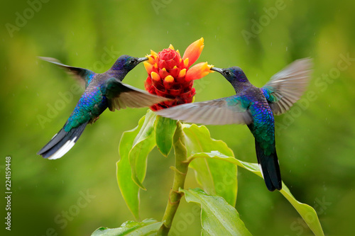 Photographie Big blue hummingbird Violet Sabrewing flying next to beautiful red flower with clear green forest nature in background