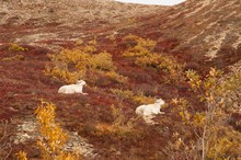 Two Dall Sheep In Denali, Alaska